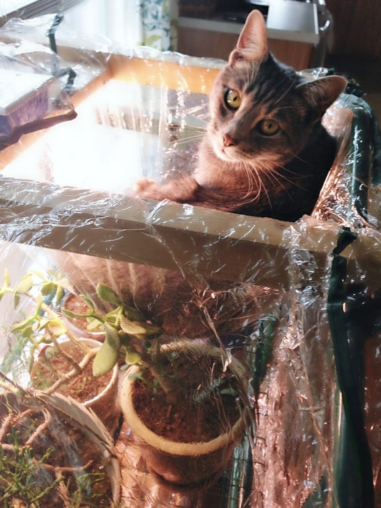 Cat in a Greenhouse
