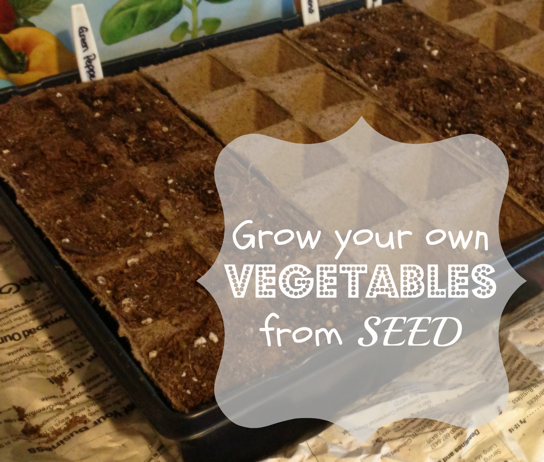 How to Grow Vegetables from Seed