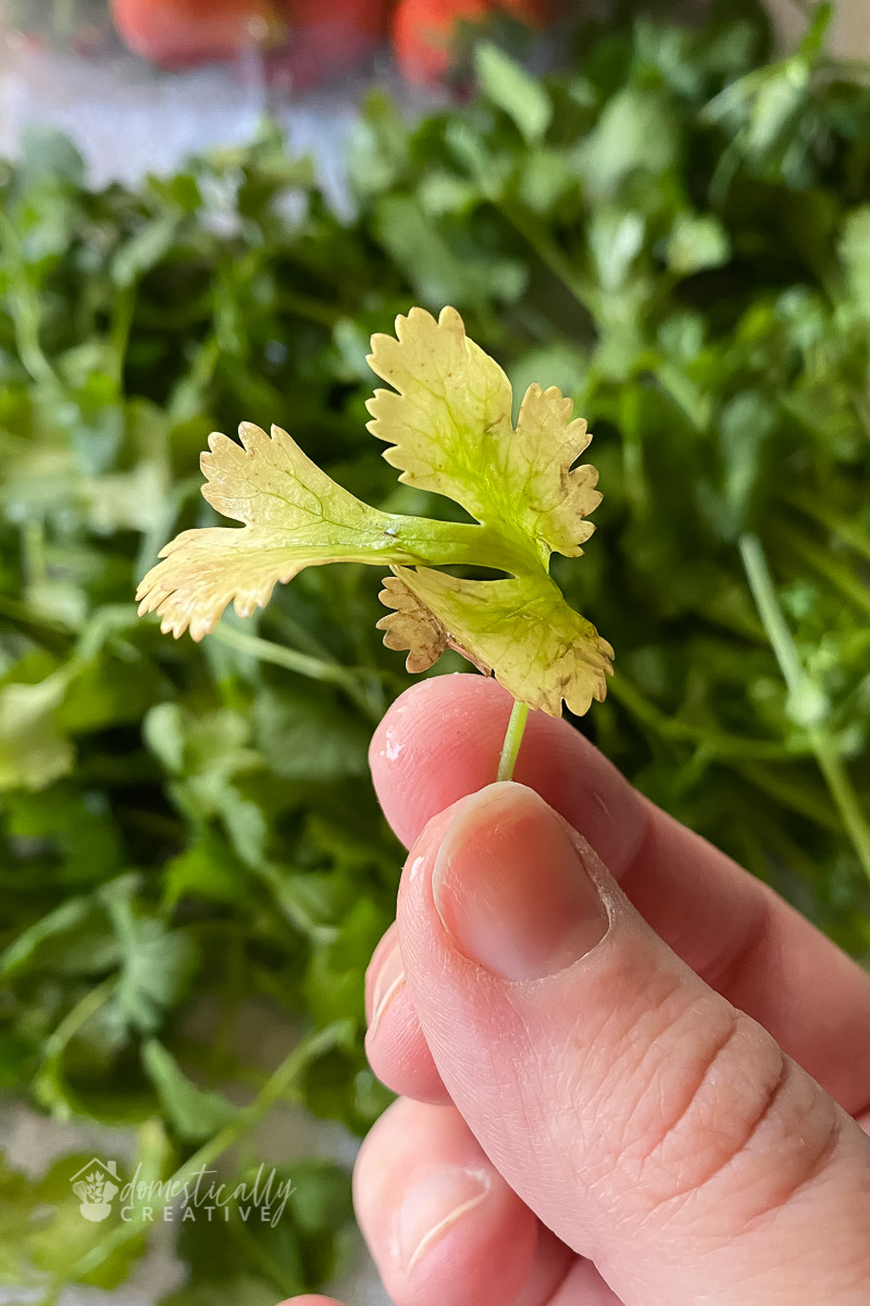 close up of yellowing cilantro leaf