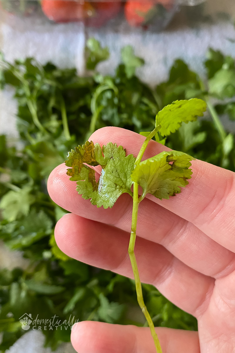 close up of rotten cilantro leaf