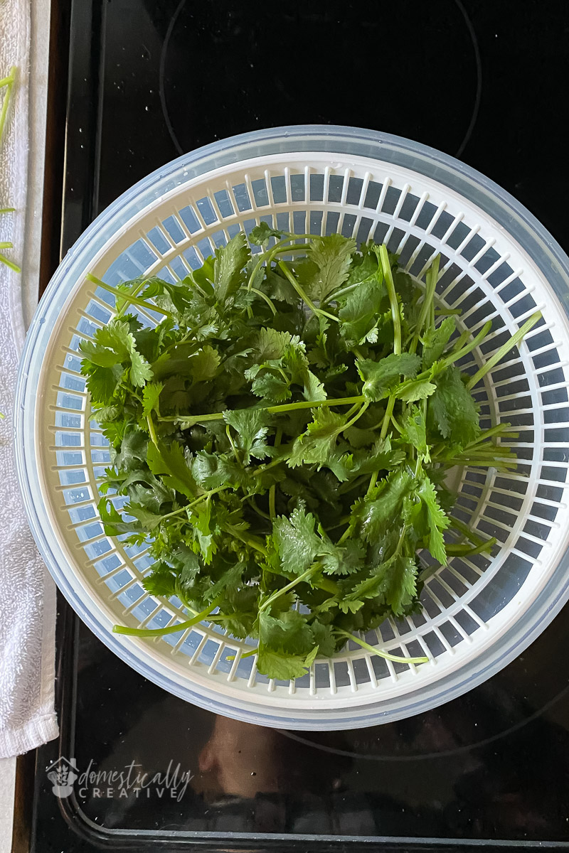 cilantro in salad spinner drying leaves