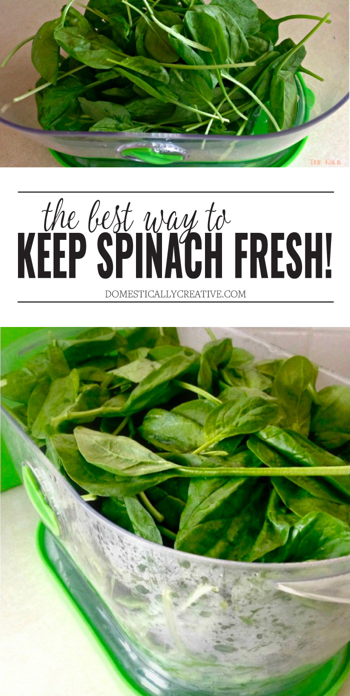 How To Keep Spinach Fresh Longer Domestically Creative