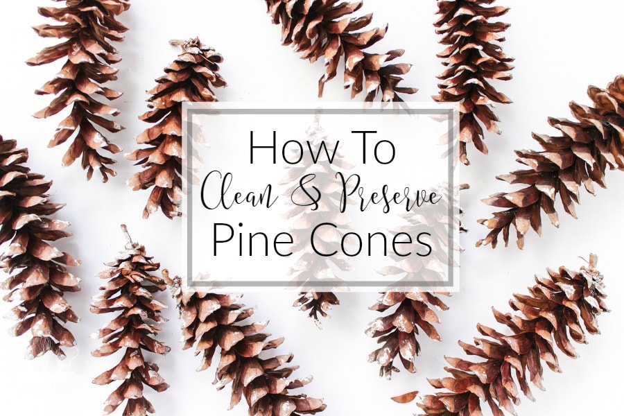 Dried and open pine cones on a white background with text overlay