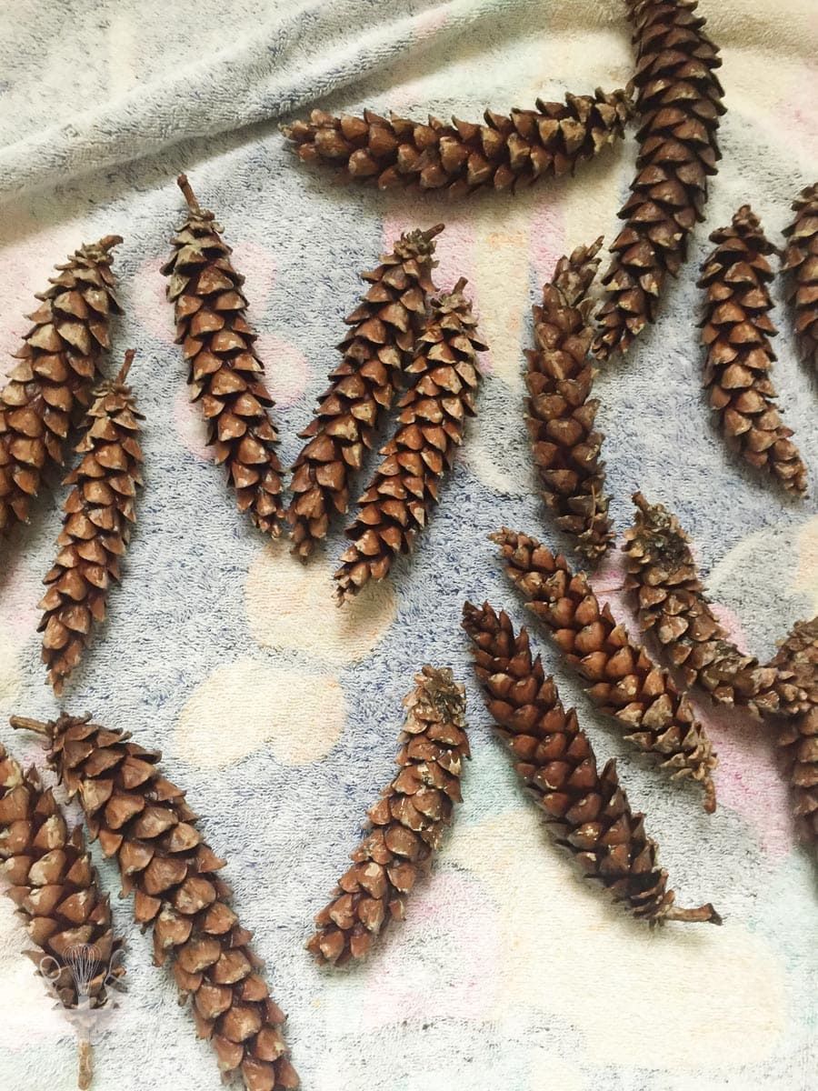 Closed pine cones drying on a towel
