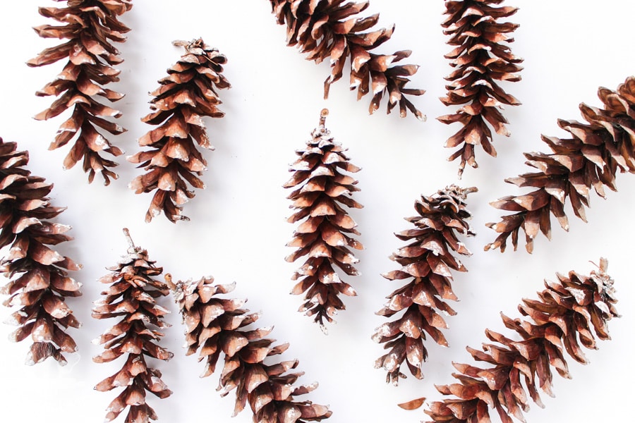 Dried and open pine cones on a white background