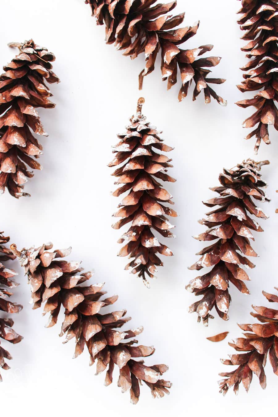 How To Clean and Preserve Pine Cones