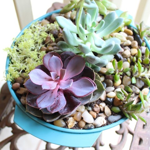 Image for Upcycled Succulent Planter