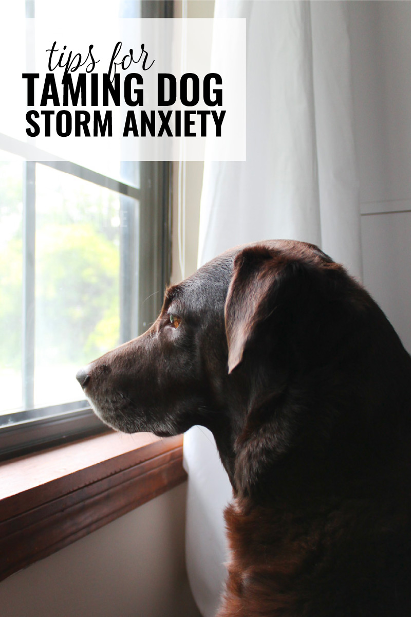 Tips for taming storm anxiety in your pet