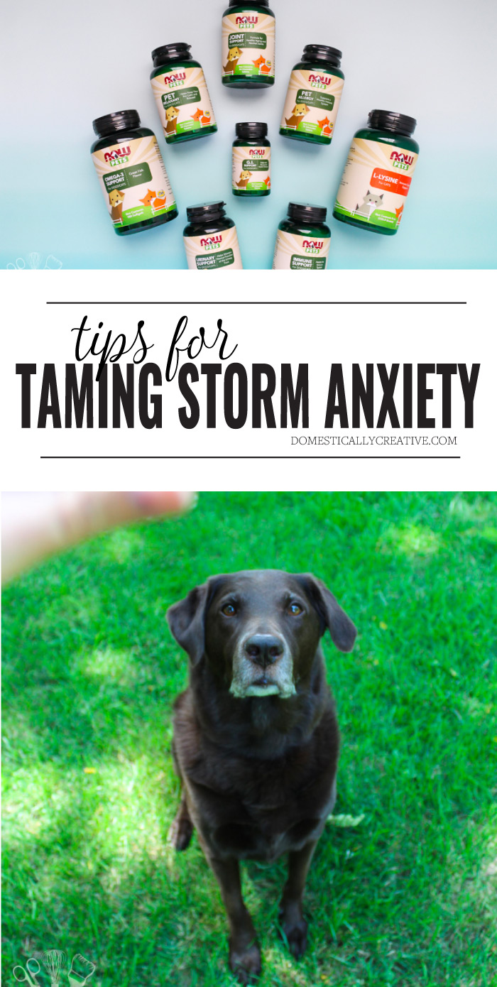 Tips for taming storm anxiety in your pet