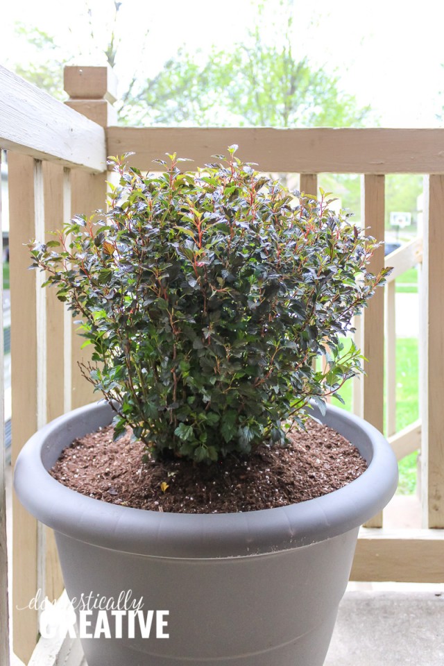 Container Gardening Guide and Spring Porch Makeover - Domestically Creative