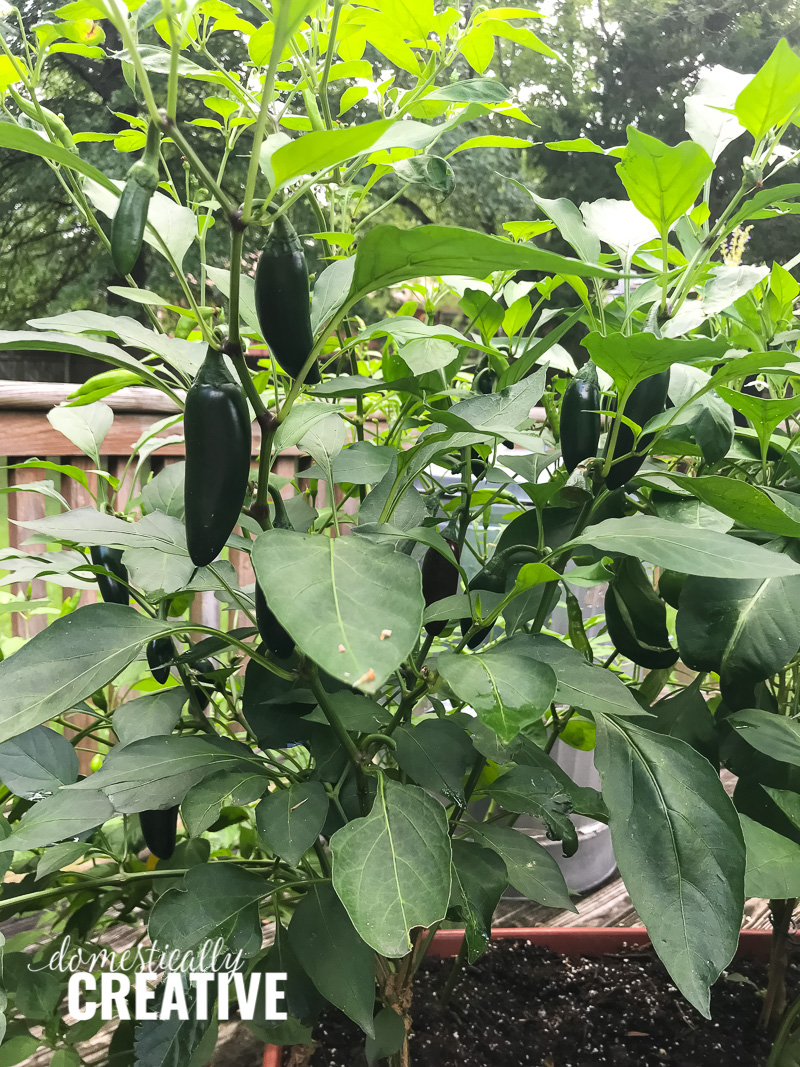 jalapeno plant