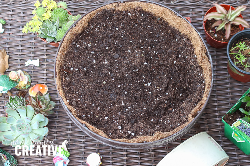 fill coco liner and basket with cactus potting soil