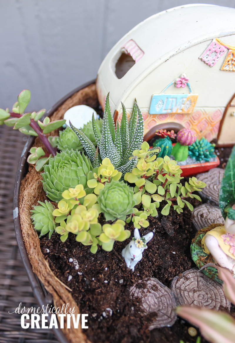 Colorful succulents and cacti in boho fairy garden