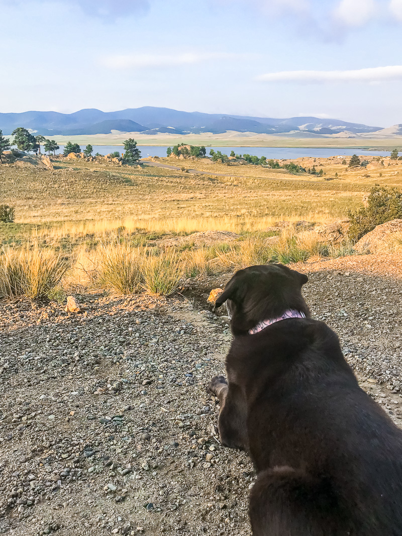 Delilah enjoying the campsite in Colorado