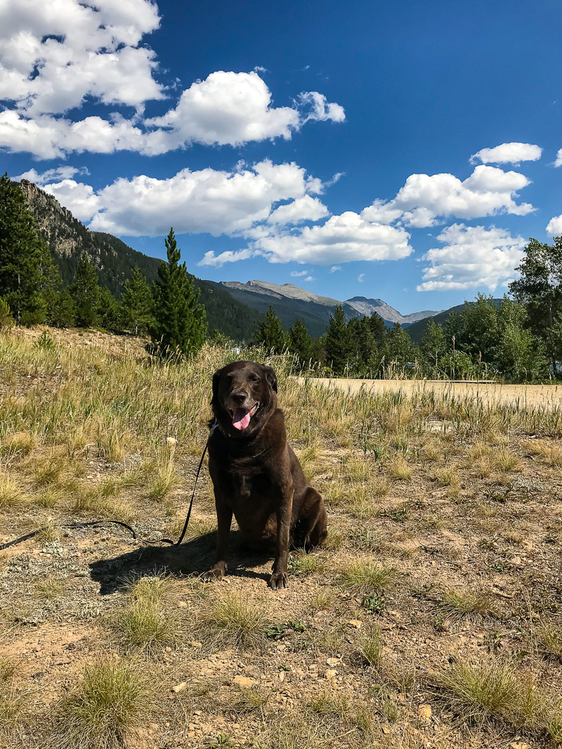 delilah enjoying Colorado