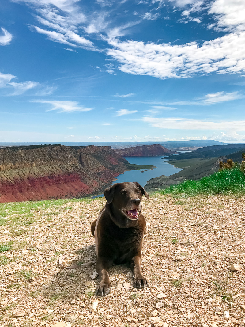delilah with flaming gorge in the background