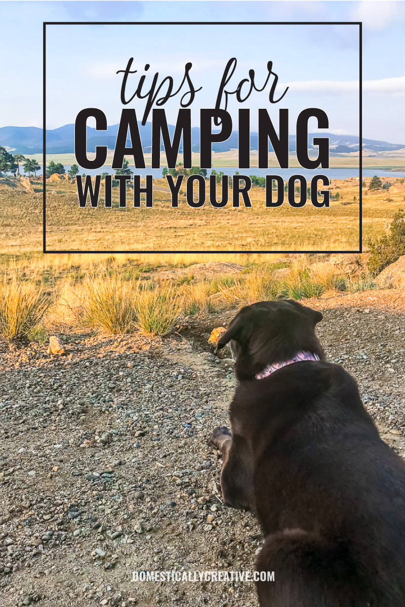 Tips for Camping with Your Dog