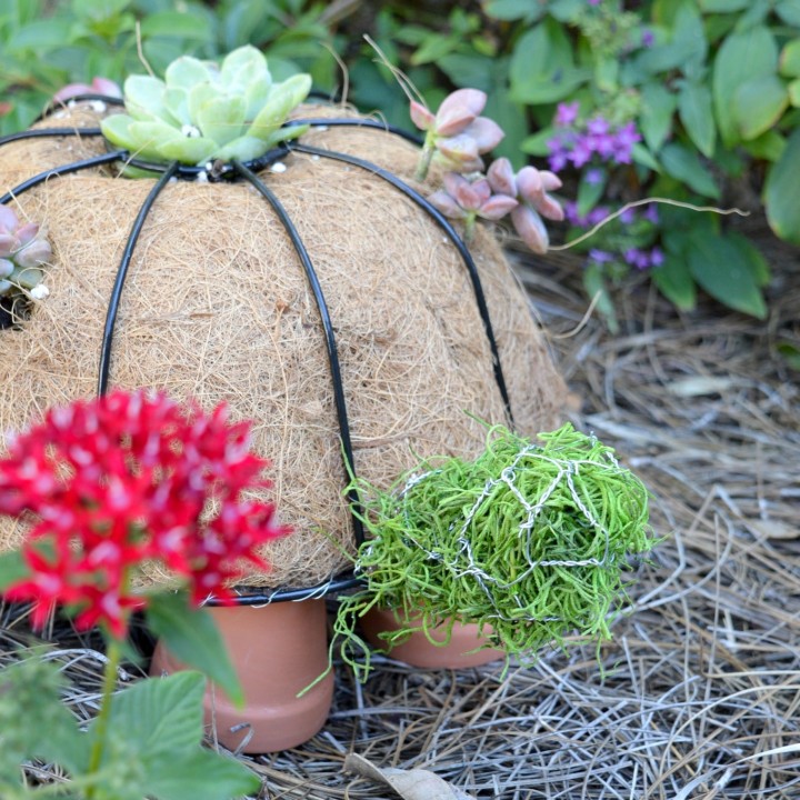 Image for How to Make a DIY Turtle Topiary