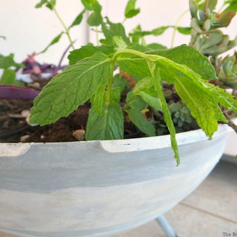 Image for Grilling the Plants for Earth Day