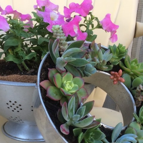Image for Kitchenware as Repurposed Planters