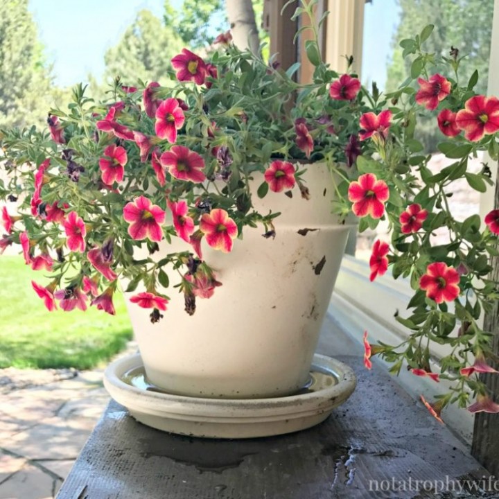 Image for Simple Alternative to Window Boxes